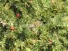 Photo of Firecrest at Breamore Down, Hampshire. Taken by Thomas Coldwell on 23rd August 2026.