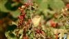 Photo of Willow Warbler at Ranvilles Lane, Hampshire. Taken by Mark Rolfe on 30th August 2026.