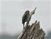 Wryneck at Lower Test Marshes, Hampshire. Photographed by Steve Clemons on 10th September 2026.