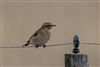 Photo of Whinchat at Hook-with-Warsash, Hampshire. Taken by Andy Tew on 1st September 2026.