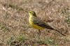 Photo of Yellow Wagtail at Hook-with-Warsash, Hampshire. Taken by Andy Tew on 1st September 2026.