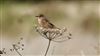 European Stonechat at Ranvilles Lane, Hampshire. Photographed by Mark Rolfe on 13th September 2026.