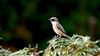 European Stonechat at Ranvilles Lane, Hampshire. Photographed by Mark Rolfe on 15th September 2026.