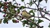 Photo of Willow Warbler at Ranvilles Lane, Hampshire. Taken by Mark Rolfe on 1st September 2026.