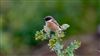 European Stonechat at Ranvilles Lane, Hampshire. Photographed by Mark Rolfe on 20th September 2026.