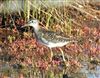 Wood Sandpiper at Keyhaven Lagoon, Hampshire. Photographed by Steve Clemons on 22nd September 2026.