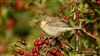 Photo of Willow Warbler at Ranvilles Lane, Hampshire. Taken by Mark Rolfe on 5th September 2026.