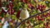Photo of Willow Warbler at Ranvilles Lane, Hampshire. Taken by Mark Rolfe on 5th September 2026.