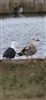 Photo of Caspian Gull at Farlington Marshes, Hampshire. Taken by Andrew Friend on 6th September 2026.