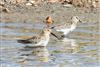 Photo of Dunlin at Fishtail Lagoon, Keyhaven Marsh, Hampshire. Taken by John Coates on 9th September 2026.