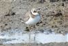 Ringed Plover at Fishtail Lagoon, Keyhaven Marsh, Hampshire. Photographed by John Coates on 9th September 2026.