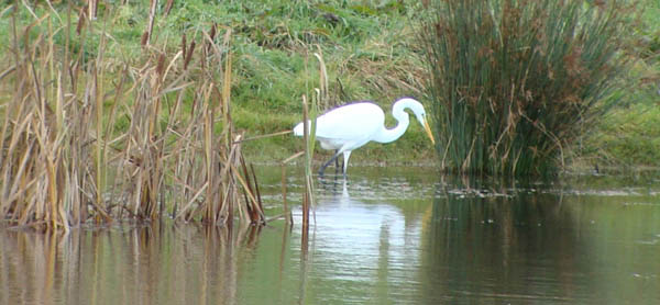 Great White Egret