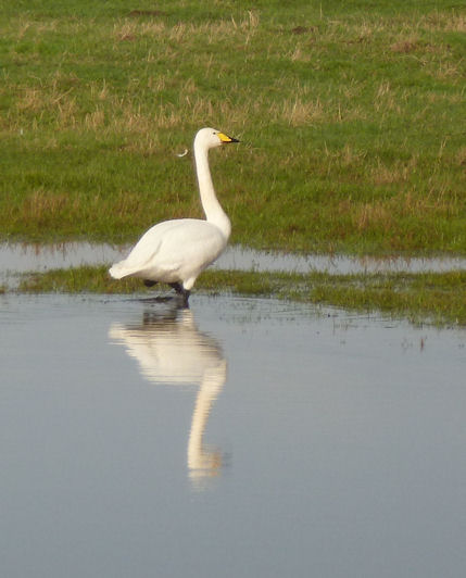 Whooper Swan