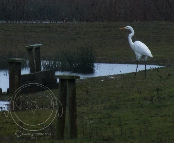 Great White Egret