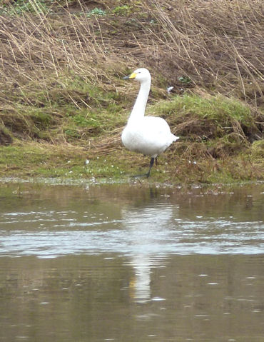 Whooper Swan