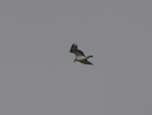 Osprey