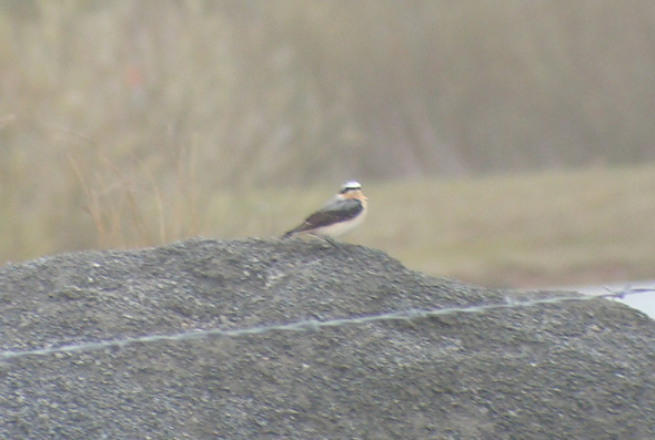 Wheatear