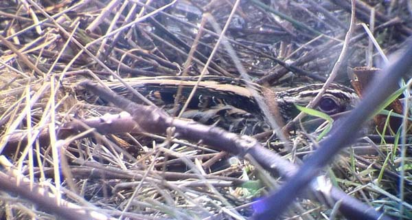 Photo of Jack Snipe at Wellington Gravel Pits, Herefordshire. Taken by Espen Quinto-Ashman on 16th February 2014.