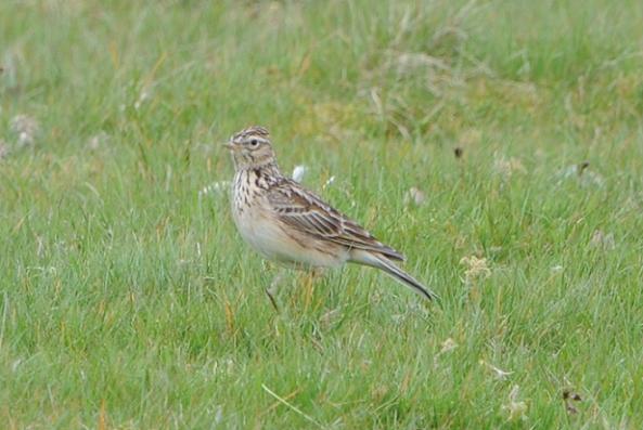 Skylark