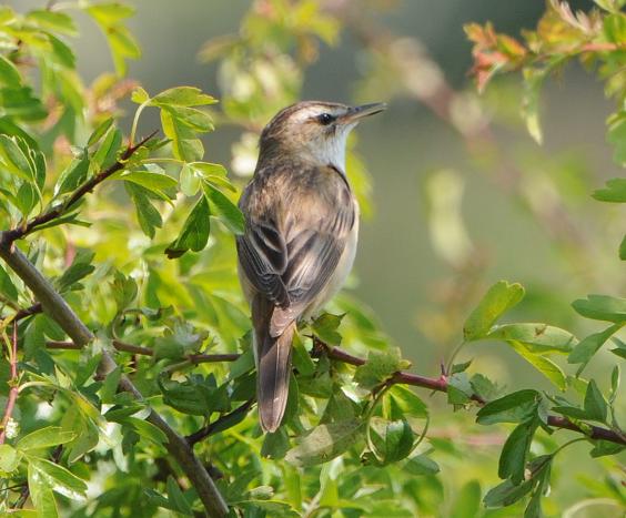 Photo of Sedge Warbler at Wellington Gravel Pits, Herefordshire. Taken by Paul Downes on 17th May 2014.