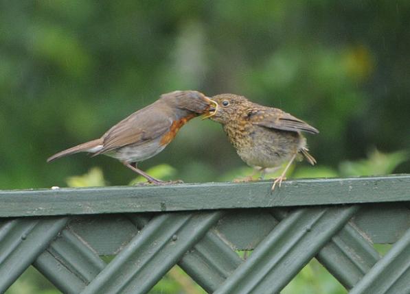 Photo of Robin at Shobdon  Court Pools, Herefordshire. Taken by Paul Downes on 28th May 2014.