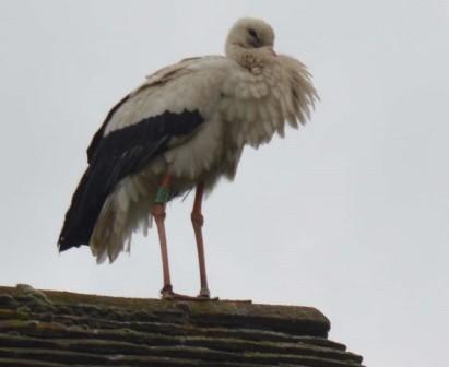 White Stork