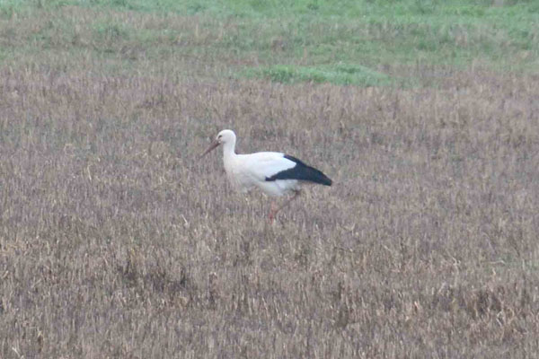 White Stork