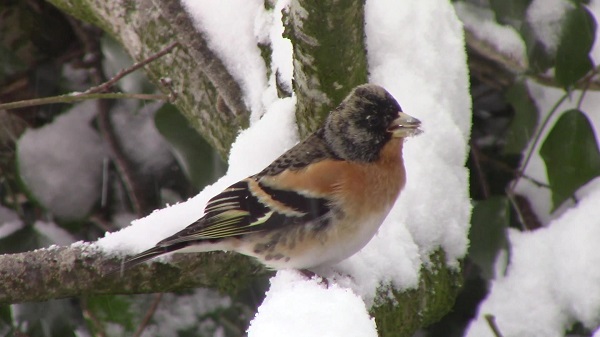 Brambling