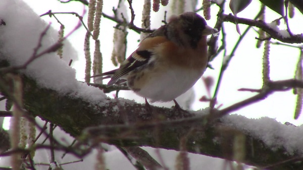 Brambling