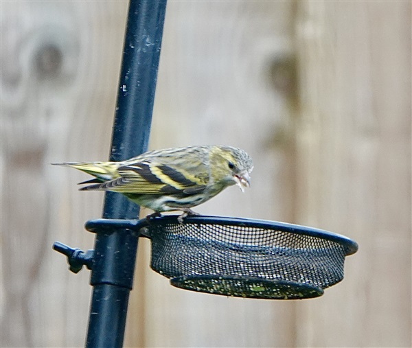 Siskin