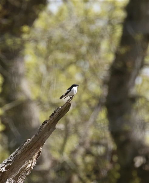 Pied Flycatcher