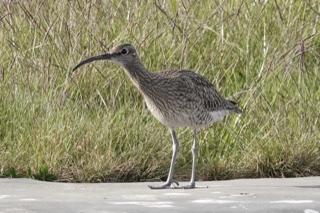 Whimbrel