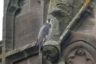 Peregrine