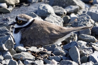 Little Ringed Plover