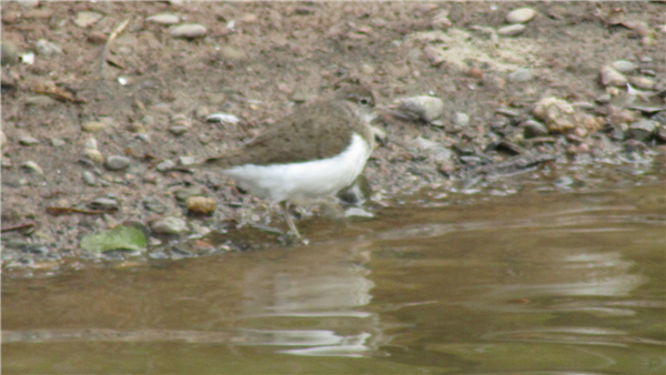 Photo of Common Sandpiper at Bodenham Gravel Pits, Herefordshire. Taken by John Martin on 5th July 2025.