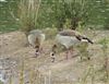 Egyptian Goose