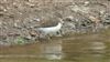 Common Sandpiper