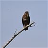 Photo of Sparrowhawk at Bodenham Gravel Pits, Herefordshire. Taken by Richard Hanson on 14th July 2026.