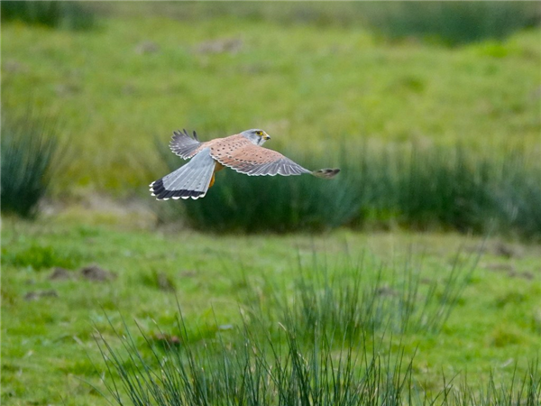 Photo of Kestrel at Brading Marsh, Isle of Wight. Taken by Simon Linington on 27th March 2026.
