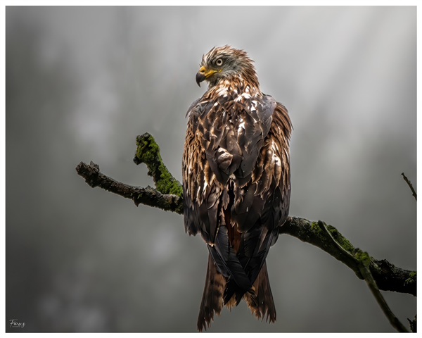 Photo of Red Kite at Bowcombe, Isle of Wight. Taken by Lee Hodge on 15th January 2026.