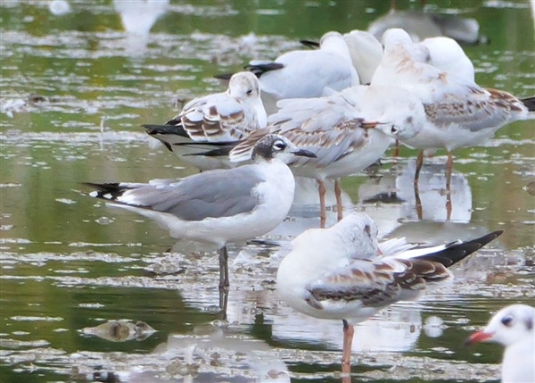 Franklin's Gull at Sandown Canoe Lake, Isle of Wight. Photographed by Peter Campbell on 21st August 2026.