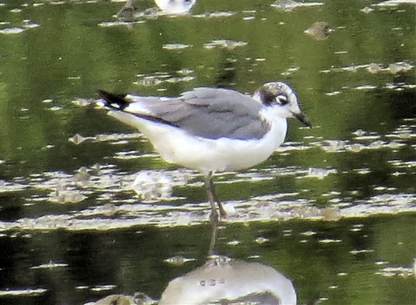 Franklin's Gull at Sandown Canoe Lake, Isle of Wight. Photographed by Peter Campbell on 21st August 2026.