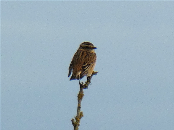 Whinchat at Thorness Bay, Isle of Wight. Photographed by Andrew Twyman on 26th August 2026.