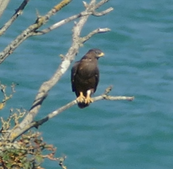 Honey Buzzard at Haddon's Pits, Isle of Wight. Photographed by Mark Buckley on 28th August 2026.