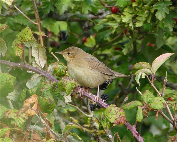 Grasshopper Warbler at Culver Down, Isle of Wight. Photographed by Mark Buckley on 28th August 2026.