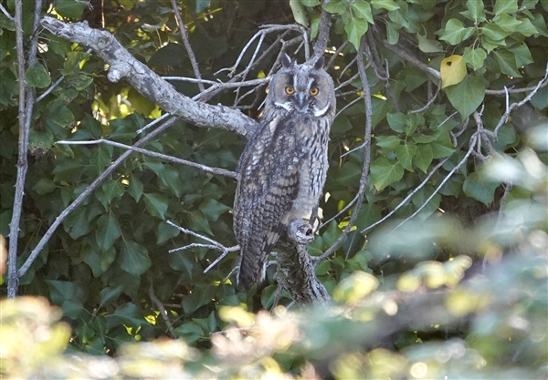 Photo of Long-eared Owl. Photographed by Alan Brown.