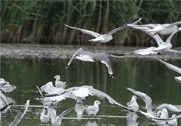Franklin's Gull at Sandown Canoe Lake, Isle of Wight. Photographed by Alan Brown on 21st August 2026.