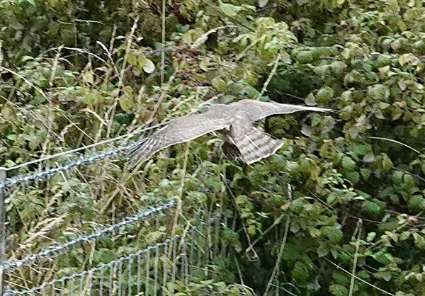 Sparrowhawk at Fatting Marsh, Isle of Wight. Photographed by Alan Brown on 26th August 2026.