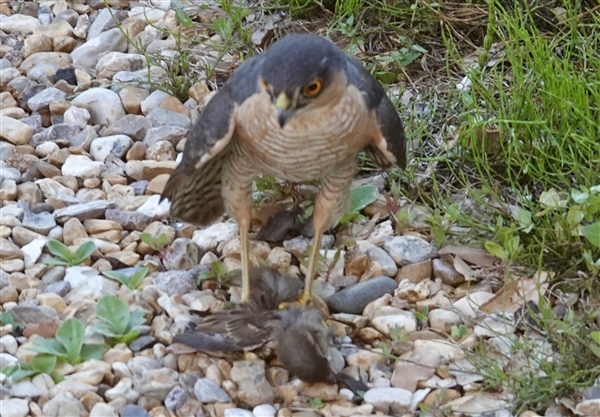 Sparrowhawk at Elmfield, Isle of Wight. Photographed by Alan Brown on 9th July 2026.