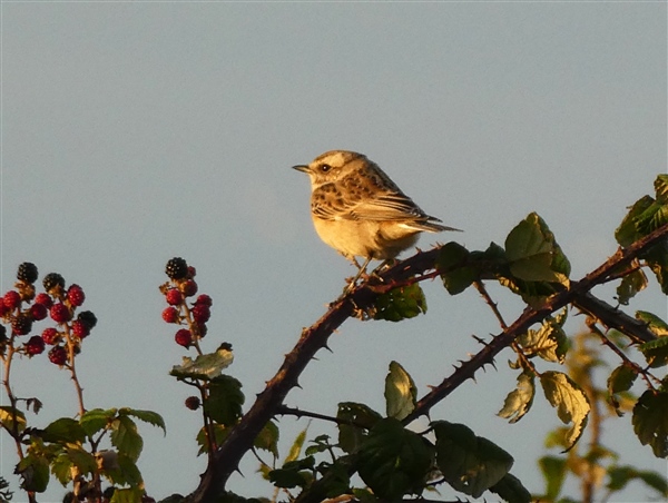 Whinchat at Thorness Bay, Isle of Wight. Photographed by Andrew Twyman on 31st August 2026.